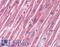 TSC Complex Subunit 1 antibody, LS-B1431, Lifespan Biosciences, Immunohistochemistry paraffin image 