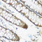 Nuclear Cap Binding Protein Subunit 2 antibody, LS-C346336, Lifespan Biosciences, Immunohistochemistry frozen image 