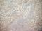 Thrombomodulin antibody, NB100-64982, Novus Biologicals, Immunohistochemistry frozen image 