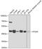 Cysteine protease ATG4A antibody, GTX30074, GeneTex, Western Blot image 