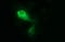 Matrix Metallopeptidase 13 antibody, LS-C338155, Lifespan Biosciences, Immunofluorescence image 