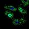 Negative Elongation Factor Complex Member A antibody, GTX60733, GeneTex, Immunocytochemistry image 