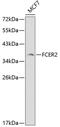 Fc Fragment Of IgE Receptor II antibody, GTX54009, GeneTex, Western Blot image 