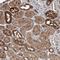 Basic Helix-Loop-Helix Family Member E23 antibody, NBP1-90806, Novus Biologicals, Immunohistochemistry frozen image 