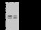 HIV-1 Tat Interactive Protein 2 antibody, 203334-T40, Sino Biological, Western Blot image 