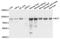 Methylmalonyl-CoA Mutase antibody, A3969, ABclonal Technology, Western Blot image 