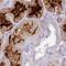 Small Integral Membrane Protein 24 antibody, NBP1-93687, Novus Biologicals, Immunohistochemistry paraffin image 