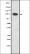 PkD1/2/3 antibody, orb337664, Biorbyt, Western Blot image 