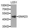 SMAD Family Member 3 antibody, LS-C746959, Lifespan Biosciences, Western Blot image 
