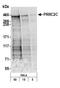 Proline Rich Coiled-Coil 2C antibody, A303-315A, Bethyl Labs, Western Blot image 
