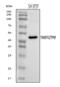 Transmembrane Protein With EGF Like And Two Follistatin Like Domains 2 antibody, A03846-1, Boster Biological Technology, Western Blot image 