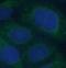 Centrosome-associated protein CEP250 antibody, FNab01601, FineTest, Immunofluorescence image 