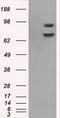 Cytochrome P450 Oxidoreductase antibody, LS-C114728, Lifespan Biosciences, Western Blot image 