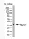NAD(P)H Quinone Dehydrogenase 1 antibody, MCA2880GA, Bio-Rad (formerly AbD Serotec) , Western Blot image 