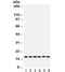 Superoxide Dismutase 1 antibody, R31855, NSJ Bioreagents, Western Blot image 