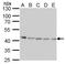 Protein Arginine Methyltransferase 1 antibody, MA5-27756, Invitrogen Antibodies, Western Blot image 