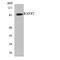 Relaxin Family Peptide Receptor 2 antibody, LS-C200634, Lifespan Biosciences, Western Blot image 