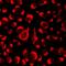 NLR family CARD domain-containing protein 4 antibody, LS-B15835, Lifespan Biosciences, Immunofluorescence image 