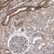 Interleukin 11 Receptor Subunit Alpha antibody, HPA013162, Atlas Antibodies, Immunohistochemistry frozen image 