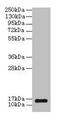 Natriuretic peptides B antibody, CSB-PA07924A0Rb, Cusabio, Western Blot image 