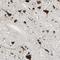 Apoptosis Antagonizing Transcription Factor antibody, HPA004940, Atlas Antibodies, Immunohistochemistry frozen image 