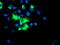 Tripartite Motif Containing 9 antibody, LS-C175120, Lifespan Biosciences, Immunofluorescence image 