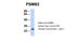 Proteasome Subunit Beta 2 antibody, 31-331, ProSci, Enzyme Linked Immunosorbent Assay image 