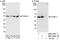 Flotillin 1 antibody, NBP1-79022, Novus Biologicals, Western Blot image 