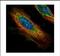 Enoyl-CoA Hydratase 1 antibody, NBP2-16261, Novus Biologicals, Immunocytochemistry image 