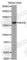 Neurofilament Medium antibody, A3622, ABclonal Technology, Western Blot image 