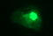 Chromatin assembly factor 1 subunit B antibody, LS-C788320, Lifespan Biosciences, Immunofluorescence image 