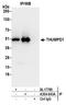 THUMP Domain Containing 1 antibody, A304-643A, Bethyl Labs, Immunoprecipitation image 