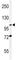 HIF1-alpha antibody, F48865-0.4ML, NSJ Bioreagents, Western Blot image 