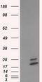 Nucleoside diphosphate kinase, mitochondrial antibody, CF501113, Origene, Western Blot image 