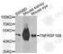 TNF Receptor Superfamily Member 10b antibody, A9914, ABclonal Technology, Western Blot image 