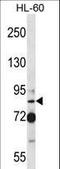 SECIS Binding Protein 2 antibody, LS-C168937, Lifespan Biosciences, Western Blot image 