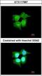 RAB, Member RAS Oncogene Family Like 6 antibody, GTX117887, GeneTex, Immunofluorescence image 