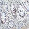 Kruppel Like Factor 4 antibody, GTX31798, GeneTex, Immunohistochemistry paraffin image 