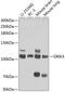 Glutamate Ionotropic Receptor AMPA Type Subunit 3 antibody, 14-058, ProSci, Western Blot image 