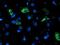 NADH:Ubiquinone Oxidoreductase Subunit A5 antibody, NBP2-01454, Novus Biologicals, Immunofluorescence image 
