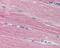 Acetylcholinesterase antibody, 48-958, ProSci, Immunohistochemistry paraffin image 
