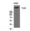 Talin 1 antibody, PA5-51129, Invitrogen Antibodies, Western Blot image 