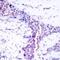 Activating Transcription Factor 2 antibody, 79-279, ProSci, Immunohistochemistry frozen image 