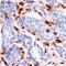 Annexin A1 antibody, MAB3770, R&D Systems, Immunohistochemistry paraffin image 