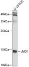 LIM Domain Only 1 antibody, 23-028, ProSci, Western Blot image 