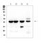 Actin Alpha 2, Smooth Muscle antibody, MA1106, Boster Biological Technology, Western Blot image 