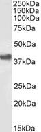 Fc Fragment Of IgG Receptor IIb antibody, PA5-18362, Invitrogen Antibodies, Western Blot image 