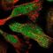 Copper homeostasis protein cutC homolog antibody, NBP1-84512, Novus Biologicals, Immunofluorescence image 