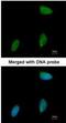Transcriptional regulator ERG antibody, PA5-34632, Invitrogen Antibodies, Immunofluorescence image 