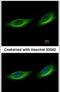 Tubby-related protein 1 antibody, PA5-21534, Invitrogen Antibodies, Immunofluorescence image 